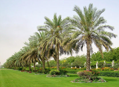 Date Palm, Phoenix Dactylifera - www.FOP.ae Buy online Best and Healthy Plants and quality products guarantee in Dubai Plants Shop in Dubai Abu Dhabi all over UAE Plants near me Fresh Plants in Dubai where to buy plants in UAE - FOP.ae