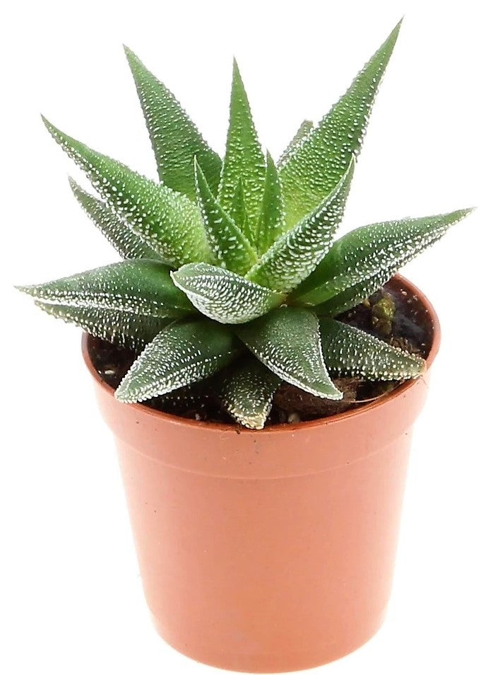 Zebra Cactus, Haworthia Fasciata Concolor - www.FOP.ae Buy online Best and Healthy Plants and quality products guarantee in Dubai Plants Shop in Dubai Abu Dhabi all over UAE Plants near me Fresh Plants in Dubai where to buy plants in UAE - FOP.ae