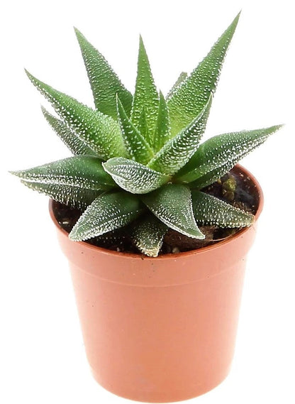 Zebra Cactus, Haworthia Fasciata Concolor - www.FOP.ae Buy online Best and Healthy Plants and quality products guarantee in Dubai Plants Shop in Dubai Abu Dhabi all over UAE Plants near me Fresh Plants in Dubai where to buy plants in UAE - FOP.ae