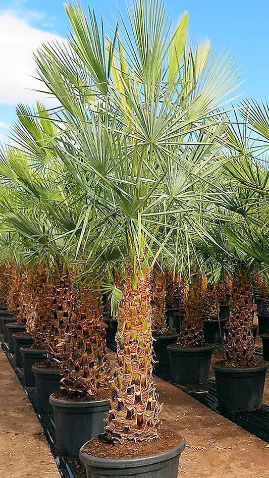 Wax Palm, Copernicia Prunifera - www.FOP.ae Buy online Best and Healthy Plants and quality products guarantee in Dubai Plants Shop in Dubai Abu Dhabi all over UAE Plants near me Fresh Plants in Dubai where to buy plants in UAE - FOP.ae