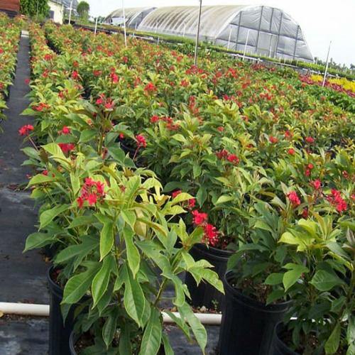 Jatropha Integerrima, Peregrine, Spicy Jatropha - www.FOP.ae Buy online Best and Healthy Plants and quality products guarantee in Dubai Plants Shop in Dubai Abu Dhabi all over UAE Plants near me Fresh Plants in Dubai where to buy plants in UAE - FOP.ae