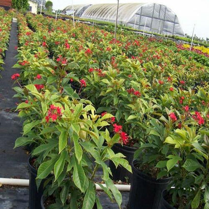 Jatropha Integerrima, Peregrine, Spicy Jatropha - www.FOP.ae Buy online Best and Healthy Plants and quality products guarantee in Dubai Plants Shop in Dubai Abu Dhabi all over UAE Plants near me Fresh Plants in Dubai where to buy plants in UAE - FOP.ae