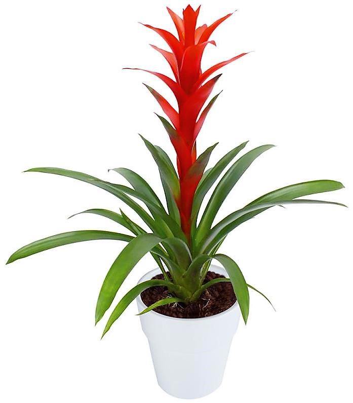 Guzmania Red Yellow Orange Plants, Scarlet Star - www.FOP.ae Buy online Best and Healthy Plants and quality products guarantee in Dubai Plants Shop in Dubai Abu Dhabi all over UAE Plants near me Fresh Plants in Dubai where to buy plants in UAE - FOP.ae