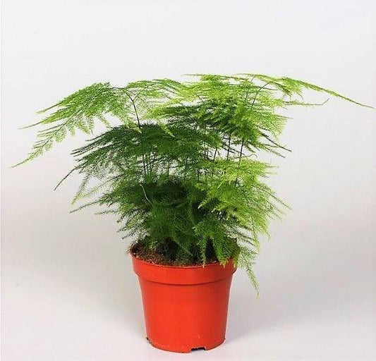 Asparagus Setaceus - www.FOP.ae Buy online Best and Healthy Plants and quality products guarantee in Dubai Plants Shop in Dubai Abu Dhabi all over UAE Plants near me Fresh Plants in Dubai where to buy plants in UAE - FOP.ae