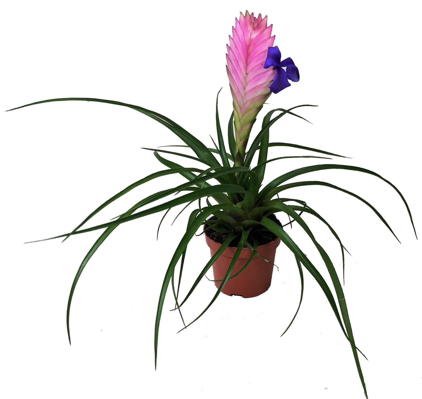 Pink Quill Tillandsia Cyanea - www.FOP.ae Buy online Best and Healthy Plants and quality products guarantee in Dubai Plants Shop in Dubai Abu Dhabi all over UAE Plants near me Fresh Plants in Dubai where to buy plants in UAE - FOP.ae
