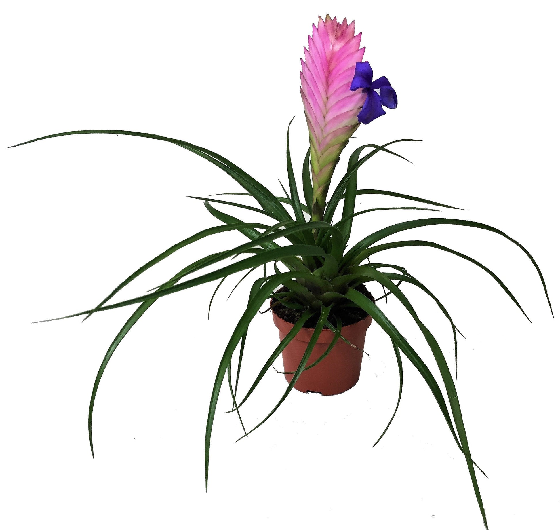 Pink Quill Tillandsia Cyanea - www.FOP.ae Buy online Best and Healthy Plants and quality products guarantee in Dubai Plants Shop in Dubai Abu Dhabi all over UAE Plants near me Fresh Plants in Dubai where to buy plants in UAE - FOP.ae