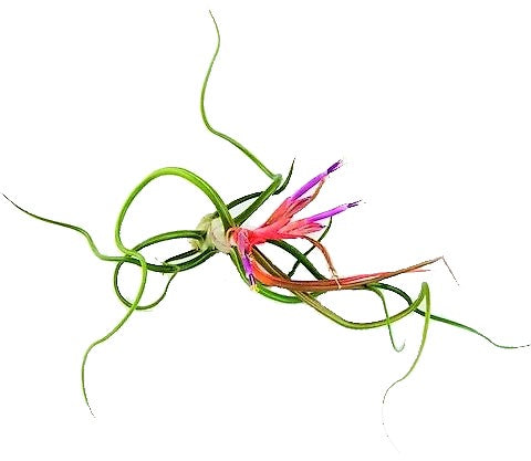 Tillandsia Bulbosa - www.FOP.ae Buy online Best and Healthy Plants and quality products guarantee in Dubai Plants Shop in Dubai Abu Dhabi all over UAE Plants near me Fresh Plants in Dubai where to buy plants in UAE - FOP.ae