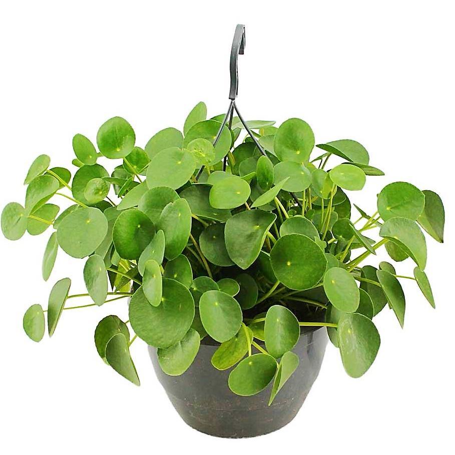 Chinese Money Plant, Pilea Peperomioides - www.FOP.ae Buy online Best and Healthy Plants and quality products guarantee in Dubai Plants Shop in Dubai Abu Dhabi all over UAE Plants near me Fresh Plants in Dubai where to buy plants in UAE - FOP.ae