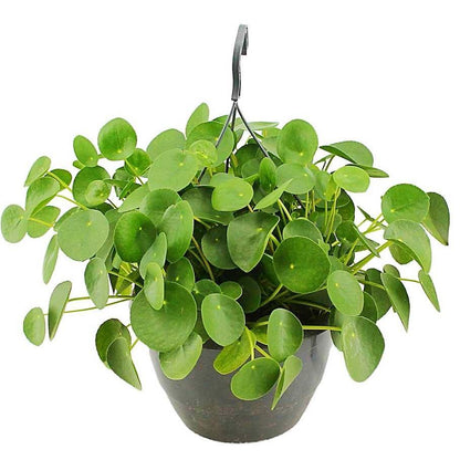 Chinese Money Plant, Pilea Peperomioides - www.FOP.ae Buy online Best and Healthy Plants and quality products guarantee in Dubai Plants Shop in Dubai Abu Dhabi all over UAE Plants near me Fresh Plants in Dubai where to buy plants in UAE - FOP.ae