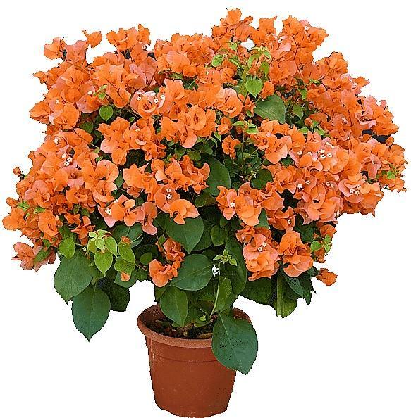 Bougainvillea Spectabilis Orange - www.FOP.ae Buy online Best and Healthy Plants and quality products guarantee in Dubai Plants Shop in Dubai Abu Dhabi all over UAE Plants near me Fresh Plants in Dubai where to buy plants in UAE - FOP.ae