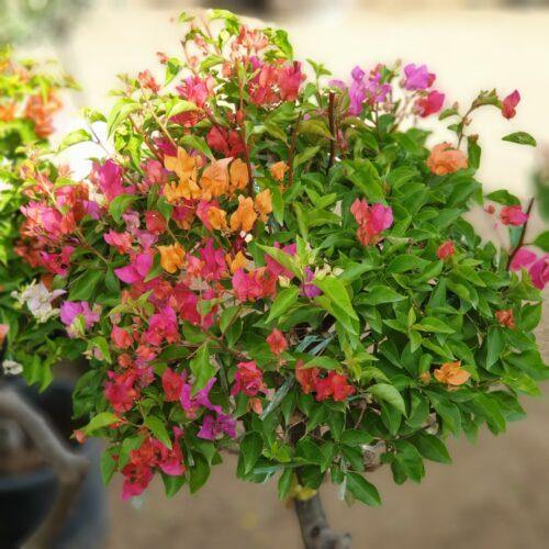 Bougainvillea Specimen Single Head - www.FOP.ae Buy online Best and Healthy Plants and quality products guarantee in Dubai Plants Shop in Dubai Abu Dhabi all over UAE Plants near me Fresh Plants in Dubai where to buy plants in UAE - FOP.ae
