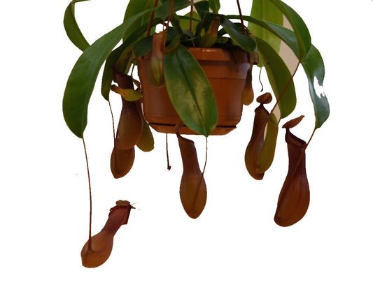 Monkey Jar , Nepenthes big - www.FOP.ae Buy online Best and Healthy Plants and quality products guarantee in Dubai Plants Shop in Dubai Abu Dhabi all over UAE Plants near me Fresh Plants in Dubai where to buy plants in UAE - FOP.ae