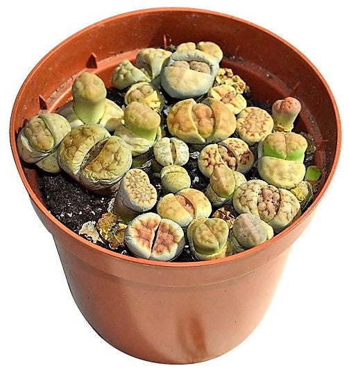 Living Stones , Lithops - www.FOP.ae Buy online Best and Healthy Plants and quality products guarantee in Dubai Plants Shop in Dubai Abu Dhabi all over UAE Plants near me Fresh Plants in Dubai where to buy plants in UAE - FOP.ae
