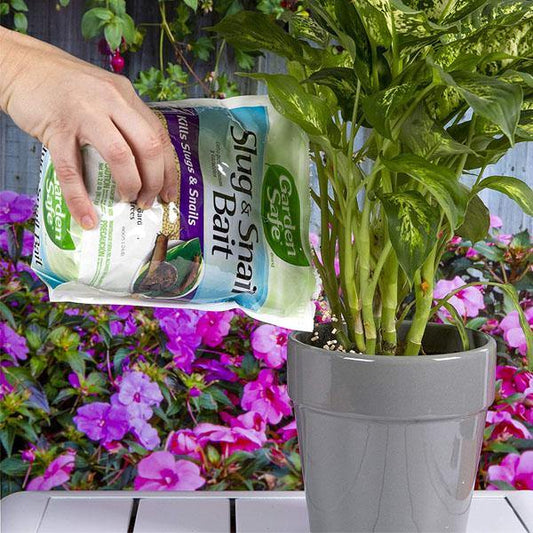 Garden Safe Slug, Snail Bait 2LB - www.FOP.ae Buy online Best and Healthy Plants and quality products guarantee in Dubai Plants Shop in Dubai Abu Dhabi all over UAE Plants near me Fresh Plants in Dubai where to buy plants in UAE - FOP.ae