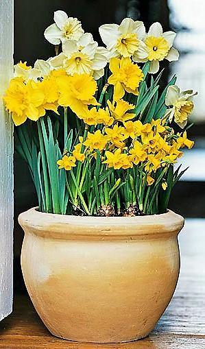 Daffodil, Narcissus - www.FOP.ae Buy online Best and Healthy Plants and quality products guarantee in Dubai Plants Shop in Dubai Abu Dhabi all over UAE Plants near me Fresh Plants in Dubai where to buy plants in UAE - FOP.ae