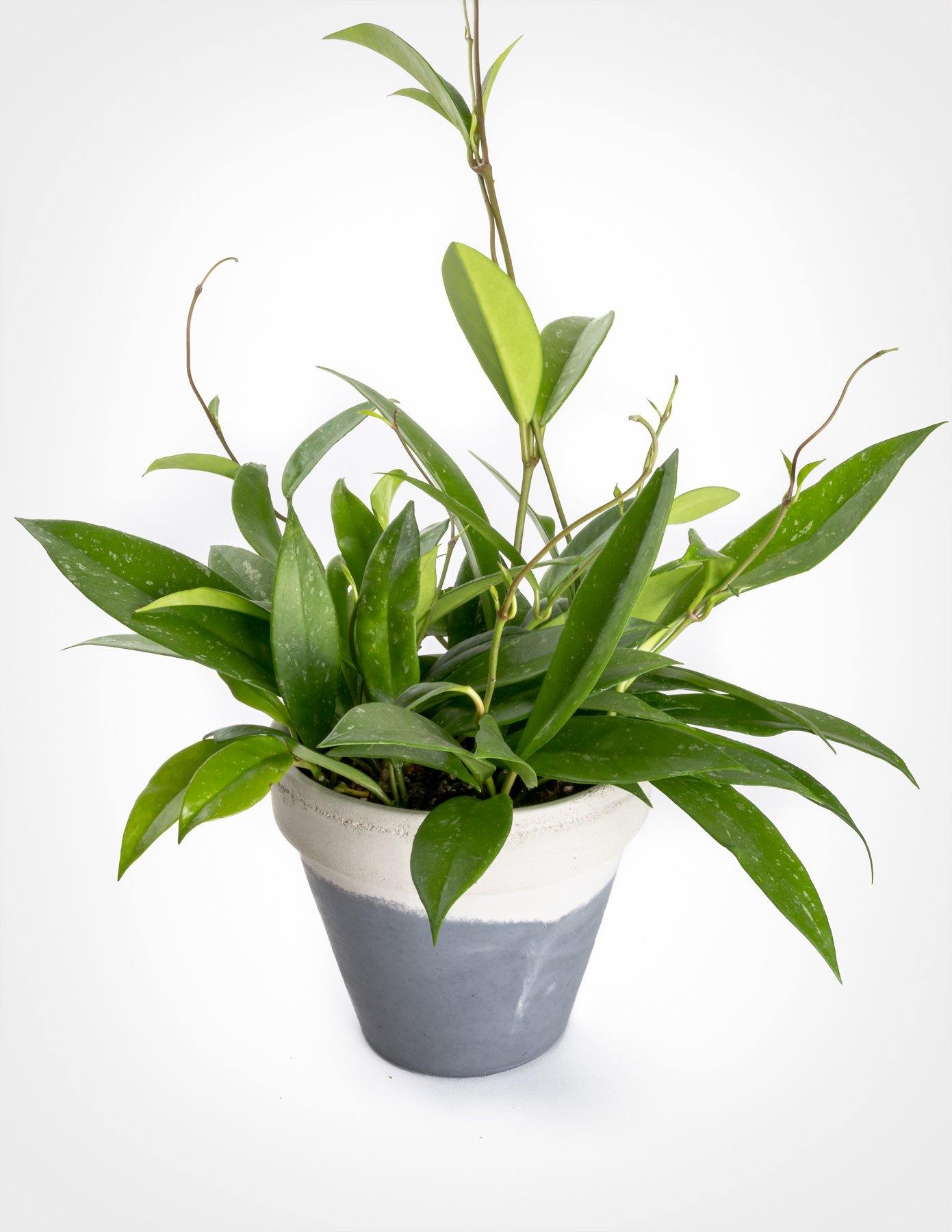 Hoya Publicalyx - www.FOP.ae Buy online Best and Healthy Plants and quality products guarantee in Dubai Plants Shop in Dubai Abu Dhabi all over UAE Plants near me Fresh Plants in Dubai where to buy plants in UAE - FOP.ae