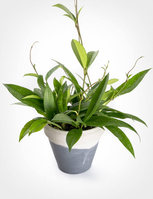 Hoya Publicalyx - www.FOP.ae Buy online Best and Healthy Plants and quality products guarantee in Dubai Plants Shop in Dubai Abu Dhabi all over UAE Plants near me Fresh Plants in Dubai where to buy plants in UAE - FOP.ae
