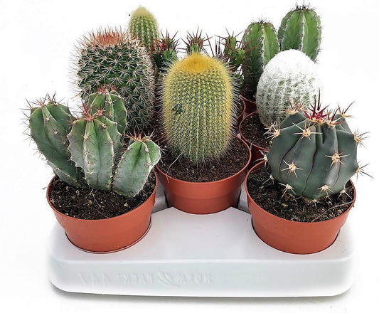 Cactus Mix - www.FOP.ae Buy online Best and Healthy Plants and quality products guarantee in Dubai Plants Shop in Dubai Abu Dhabi all over UAE Plants near me Fresh Plants in Dubai where to buy plants in UAE - FOP.ae