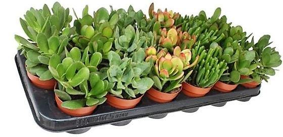 Crassula Mix - www.FOP.ae Buy online Best and Healthy Plants and quality products guarantee in Dubai Plants Shop in Dubai Abu Dhabi all over UAE Plants near me Fresh Plants in Dubai where to buy plants in UAE - FOP.ae