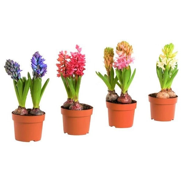 Hyacinth Bulb Fragrance - www.FOP.ae Buy online Best and Healthy Plants and quality products guarantee in Dubai Plants Shop in Dubai Abu Dhabi all over UAE Plants near me Fresh Plants in Dubai where to buy plants in UAE - FOP.ae