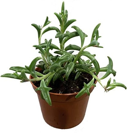 String of Dolphins , Senecio Peregrinus - www.FOP.ae Buy online Best and Healthy Plants and quality products guarantee in Dubai Plants Shop in Dubai Abu Dhabi all over UAE Plants near me Fresh Plants in Dubai where to buy plants in UAE - FOP.ae