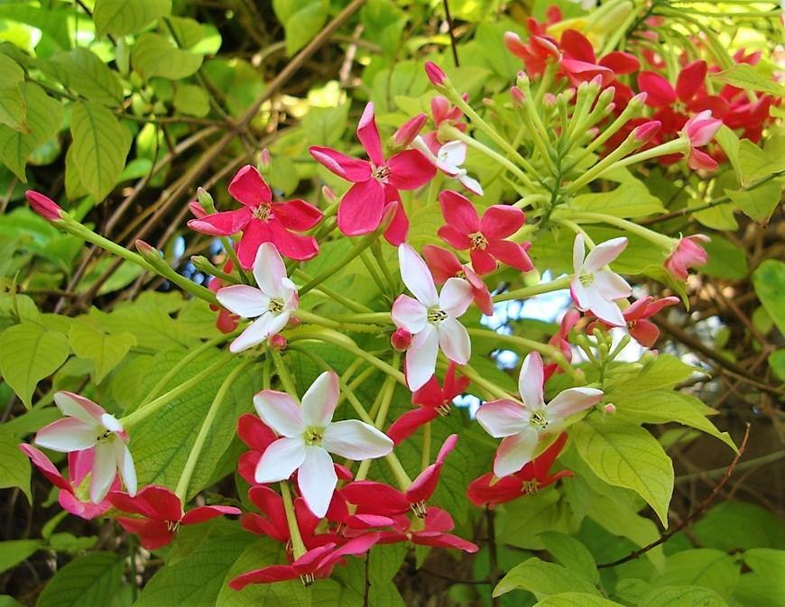 Rangoon Creeper , Quisqualis Indica, Red Jasmine - www.FOP.ae Buy online Best and Healthy Plants and quality products guarantee in Dubai Plants Shop in Dubai Abu Dhabi all over UAE Plants near me Fresh Plants in Dubai where to buy plants in UAE - FOP.ae