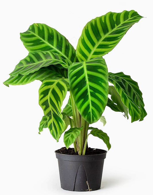 Zebra Plant, Calathea Zebrina - www.FOP.ae Buy online Best and Healthy Plants and quality products guarantee in Dubai Plants Shop in Dubai Abu Dhabi all over UAE Plants near me Fresh Plants in Dubai where to buy plants in UAE - FOP.ae