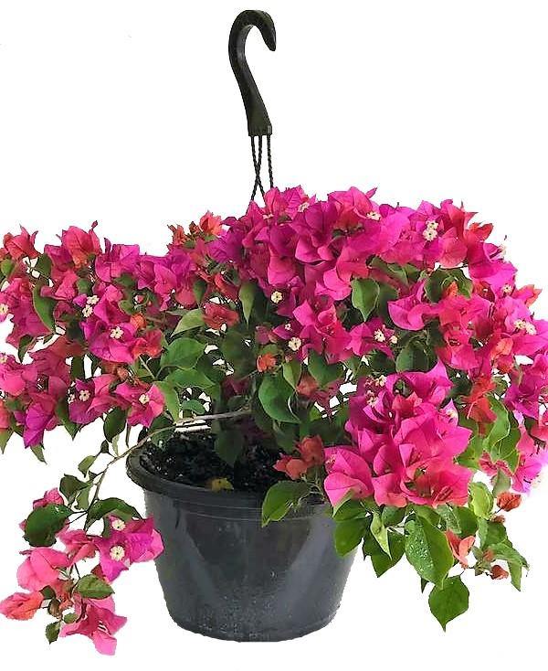 Great Bougainvillea, Bougainvillea Spectabilis - www.FOP.ae Buy online Best and Healthy Plants and quality products guarantee in Dubai Plants Shop in Dubai Abu Dhabi all over UAE Plants near me Fresh Plants in Dubai where to buy plants in UAE - FOP.ae