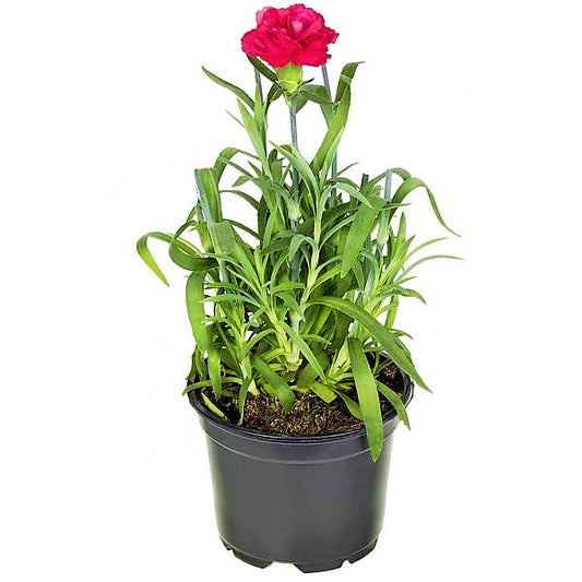 Dianthus Caryophyllus, Carnation (small) - www.FOP.ae Buy online Best and Healthy Plants and quality products guarantee in Dubai Plants Shop in Dubai Abu Dhabi all over UAE Plants near me Fresh Plants in Dubai where to buy plants in UAE - FOP.ae