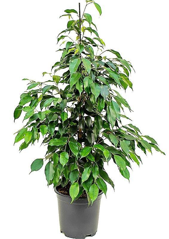 Ficus Benjamin Danielle, Weeping Fig - www.FOP.ae Buy online Best and Healthy Plants and quality products guarantee in Dubai Plants Shop in Dubai Abu Dhabi all over UAE Plants near me Fresh Plants in Dubai where to buy plants in UAE - FOP.ae