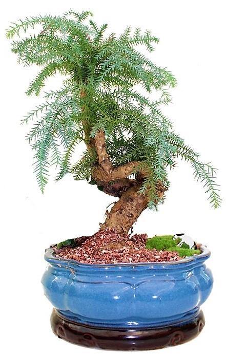 Araucaria Bonsai Decor - www.FOP.ae Buy online Best and Healthy Plants and quality products guarantee in Dubai Plants Shop in Dubai Abu Dhabi all over UAE Plants near me Fresh Plants in Dubai where to buy plants in UAE - FOP.ae