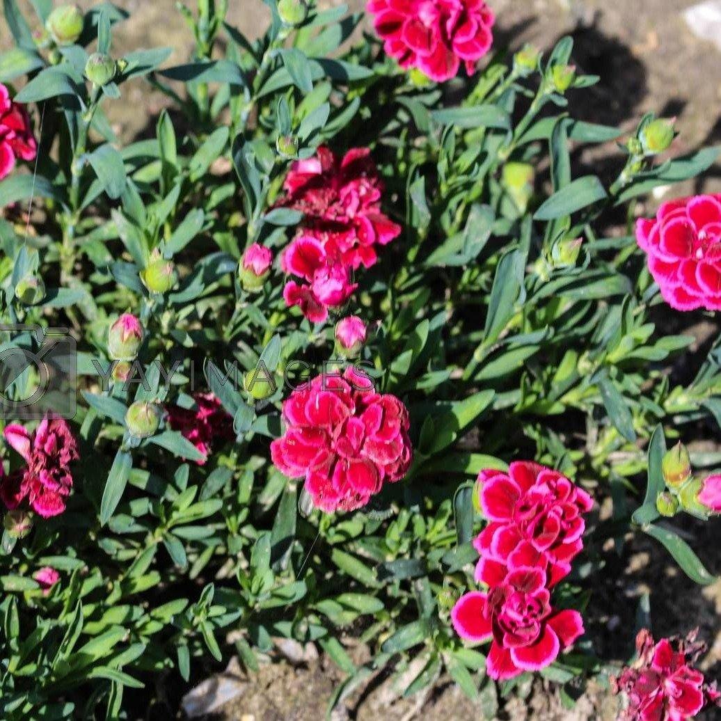 Dianthus Caryophyllus, Carnation (small) - www.FOP.ae Buy online Best and Healthy Plants and quality products guarantee in Dubai Plants Shop in Dubai Abu Dhabi all over UAE Plants near me Fresh Plants in Dubai where to buy plants in UAE - FOP.ae