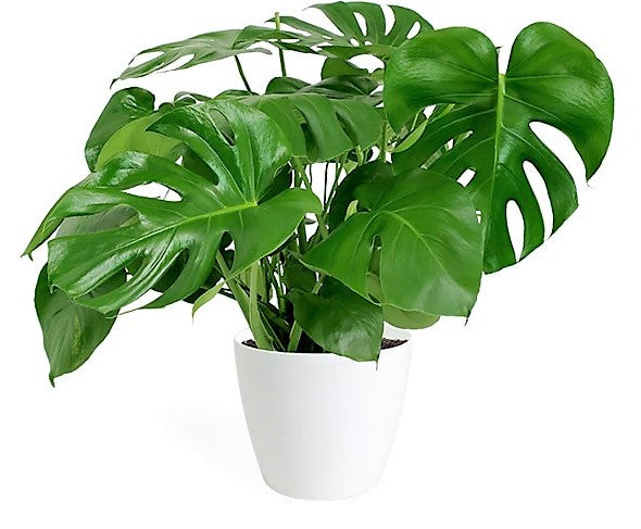 Swiss Cheese Plant, Monstera Deliciosa , The Hurricane - www.FOP.ae Buy online Best and Healthy Plants and quality products guarantee in Dubai Plants Shop in Dubai Abu Dhabi all over UAE Plants near me Fresh Plants in Dubai where to buy plants in UAE - FOP.ae