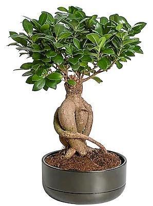 Ficus Ginseng Bonsai - www.FOP.ae Buy online Best and Healthy Plants and quality products guarantee in Dubai Plants Shop in Dubai Abu Dhabi all over UAE Plants near me Fresh Plants in Dubai where to buy plants in UAE - FOP.ae