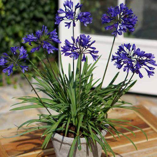 Agapanthus African, African Lily - www.FOP.ae Buy online Best and Healthy Plants and quality products guarantee in Dubai Plants Shop in Dubai Abu Dhabi all over UAE Plants near me Fresh Plants in Dubai where to buy plants in UAE - FOP.ae