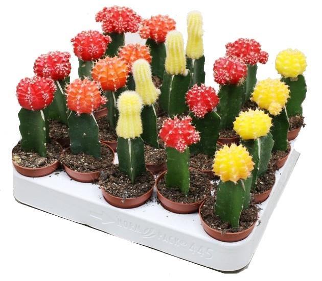 Gymnocalycium mix - www.FOP.ae Buy online Best and Healthy Plants and quality products guarantee in Dubai Plants Shop in Dubai Abu Dhabi all over UAE Plants near me Fresh Plants in Dubai where to buy plants in UAE - FOP.ae