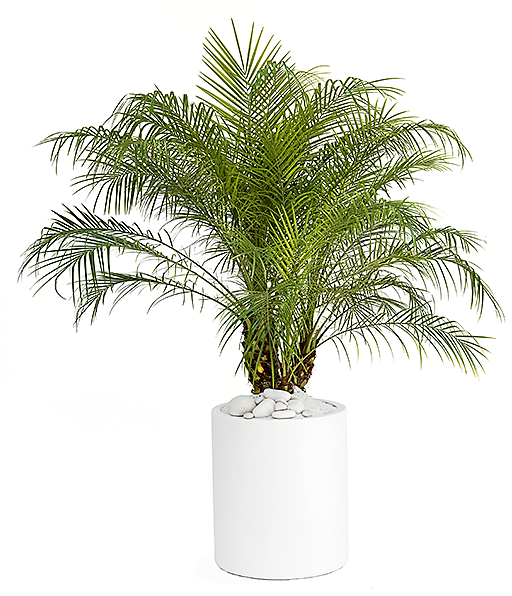Phoenix Roebelenii, Miniature Date Palm, Dwarf Pygmy Date palm - www.FOP.ae Buy online Best and Healthy Plants and quality products guarantee in Dubai Plants Shop in Dubai Abu Dhabi all over UAE Plants near me Fresh Plants in Dubai where to buy plants in UAE - FOP.ae