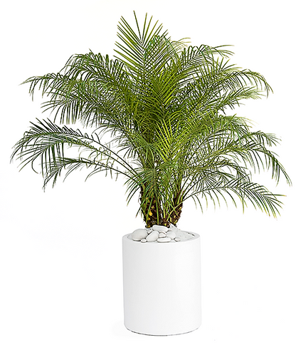 Phoenix Roebelenii, Miniature Date Palm, Dwarf Pygmy Date palm - www.FOP.ae Buy online Best and Healthy Plants and quality products guarantee in Dubai Plants Shop in Dubai Abu Dhabi all over UAE Plants near me Fresh Plants in Dubai where to buy plants in UAE - FOP.ae