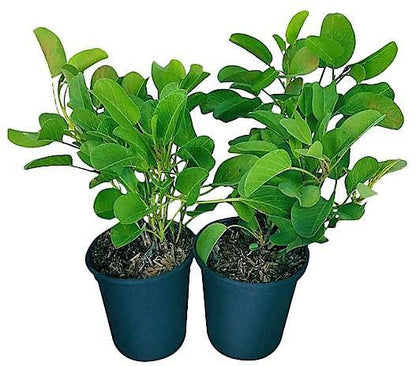 Ipomoea Pes-Caprae, Railroad Vine or Railway Creeper - www.FOP.ae Buy online Best and Healthy Plants and quality products guarantee in Dubai Plants Shop in Dubai Abu Dhabi all over UAE Plants near me Fresh Plants in Dubai where to buy plants in UAE - FOP.ae