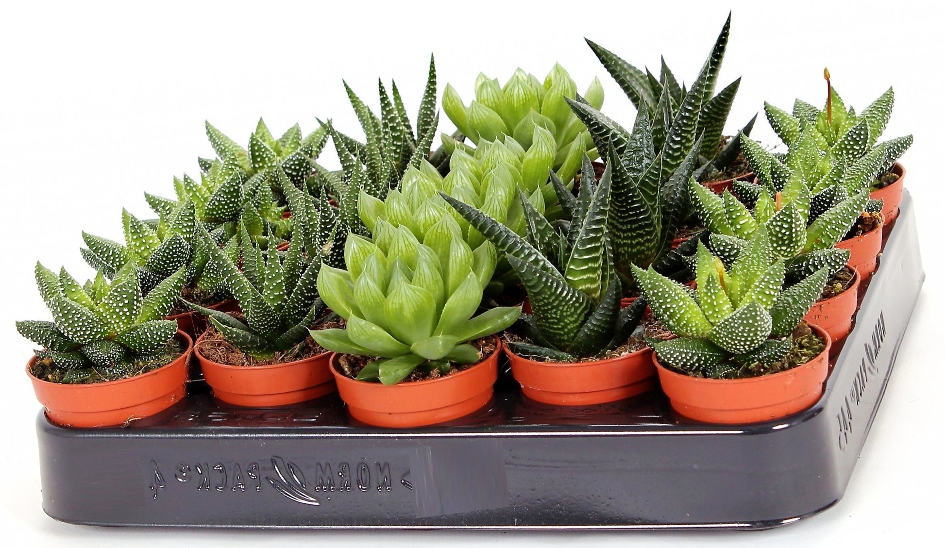 Mini succulents Haworthia - www.FOP.ae Buy online Best and Healthy Plants and quality products guarantee in Dubai Plants Shop in Dubai Abu Dhabi all over UAE Plants near me Fresh Plants in Dubai where to buy plants in UAE - FOP.ae