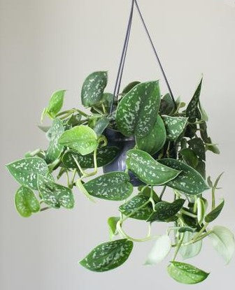 Satin Pothos Hanging - www.FOP.ae Buy online Best and Healthy Plants and quality products guarantee in Dubai Plants Shop in Dubai Abu Dhabi all over UAE Plants near me Fresh Plants in Dubai where to buy plants in UAE - FOP.ae