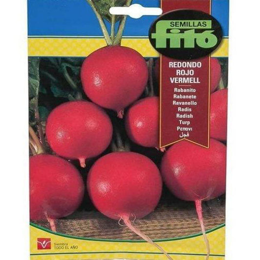 Radish Redondo Rojo Vermell Seeds - www.FOP.ae Buy online Best and Healthy Plants and quality products guarantee in Dubai Plants Shop in Dubai Abu Dhabi all over UAE Plants near me Fresh Plants in Dubai where to buy plants in UAE - FOP.ae