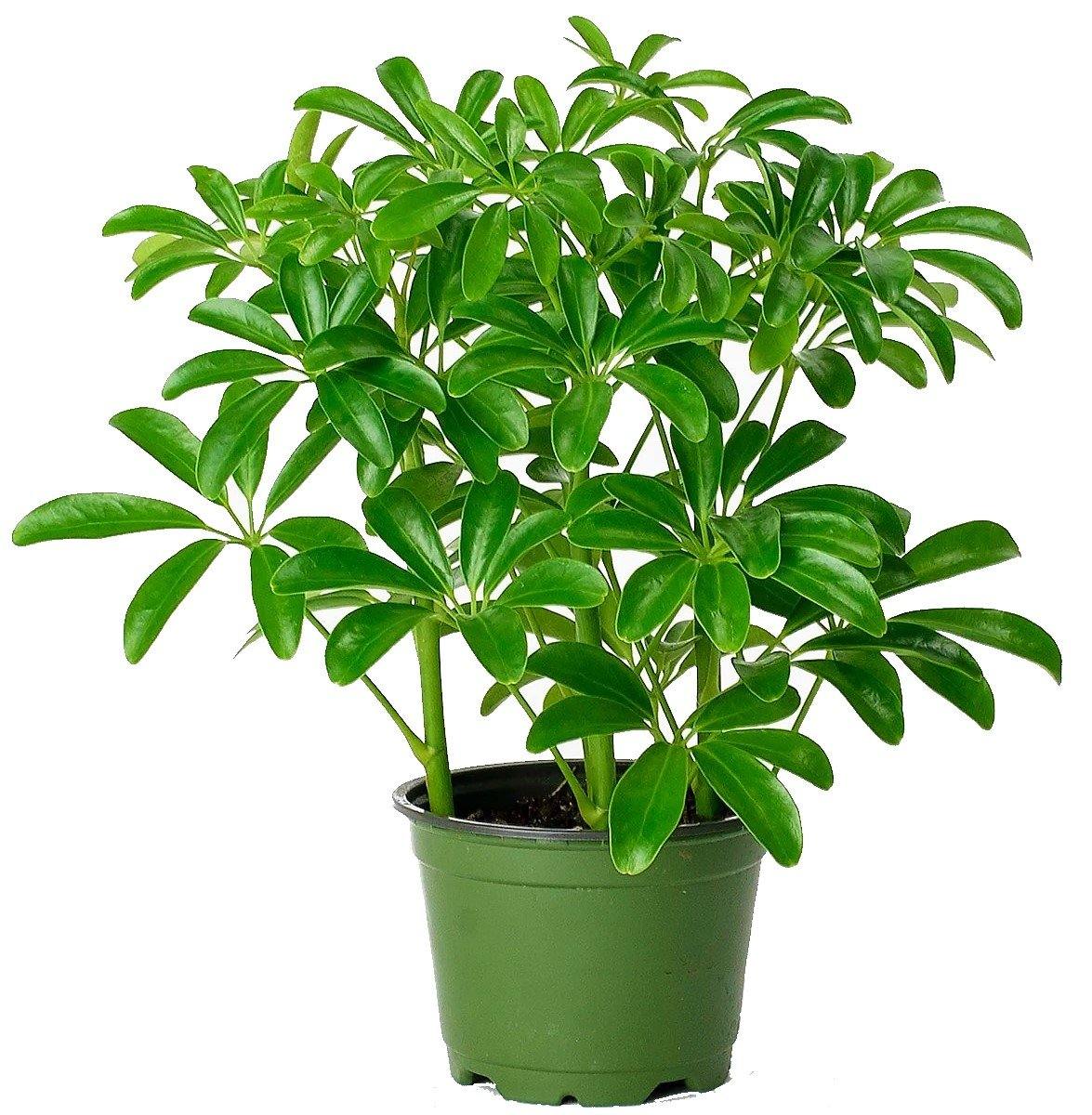 Schefflera Arboricola, Dwarf Umbrella Tree - www.FOP.ae Buy online Best and Healthy Plants and quality products guarantee in Dubai Plants Shop in Dubai Abu Dhabi all over UAE Plants near me Fresh Plants in Dubai where to buy plants in UAE - FOP.ae
