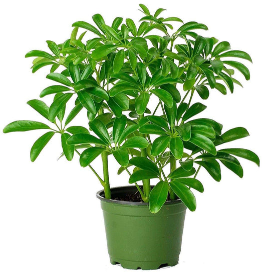 Schefflera Arboricola, Dwarf Umbrella Tree - www.FOP.ae Buy online Best and Healthy Plants and quality products guarantee in Dubai Plants Shop in Dubai Abu Dhabi all over UAE Plants near me Fresh Plants in Dubai where to buy plants in UAE - FOP.ae