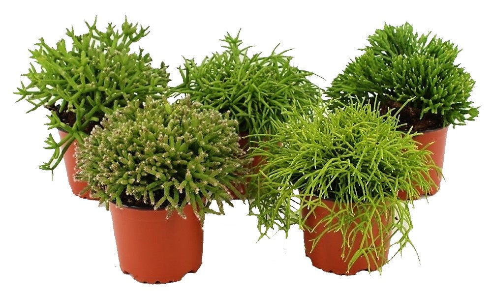 Rhipsalis mix - www.FOP.ae Buy online Best and Healthy Plants and quality products guarantee in Dubai Plants Shop in Dubai Abu Dhabi all over UAE Plants near me Fresh Plants in Dubai where to buy plants in UAE - FOP.ae