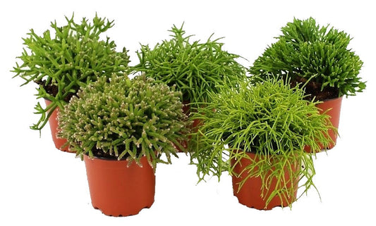 Rhipsalis mix - www.FOP.ae Buy online Best and Healthy Plants and quality products guarantee in Dubai Plants Shop in Dubai Abu Dhabi all over UAE Plants near me Fresh Plants in Dubai where to buy plants in UAE - FOP.ae
