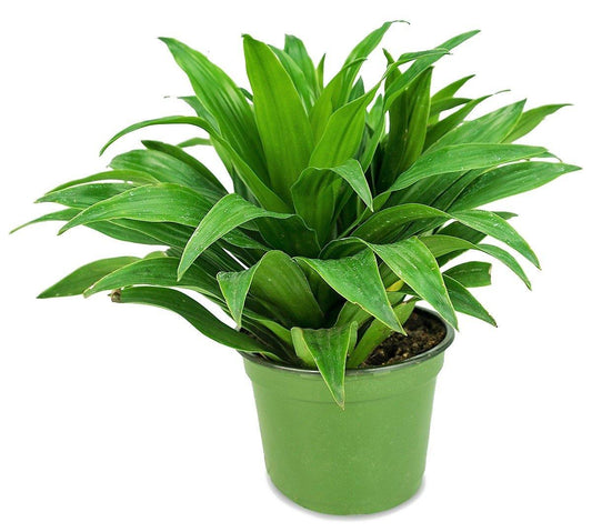 Dracaena Compacta Small - www.FOP.ae Buy online Best and Healthy Plants and quality products guarantee in Dubai Plants Shop in Dubai Abu Dhabi all over UAE Plants near me Fresh Plants in Dubai where to buy plants in UAE - FOP.ae