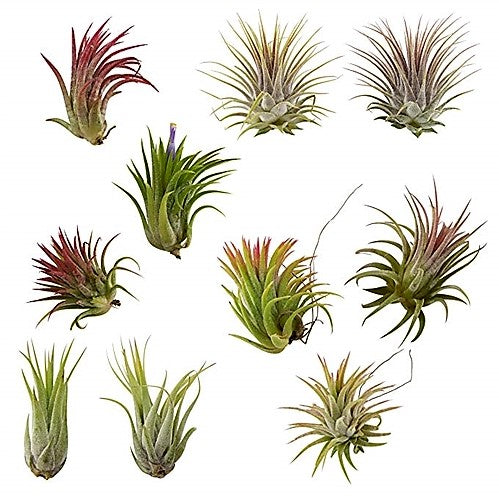 Tillandsia Lonantha Red Clumb - www.FOP.ae Buy online Best and Healthy Plants and quality products guarantee in Dubai Plants Shop in Dubai Abu Dhabi all over UAE Plants near me Fresh Plants in Dubai where to buy plants in UAE - FOP.ae