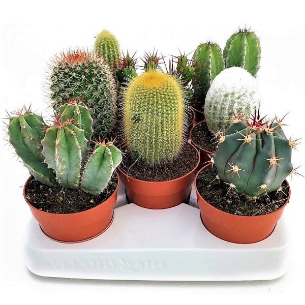 Ornamental Cactus Mix Outdoor - www.FOP.ae Buy online Best and Healthy Plants and quality products guarantee in Dubai Plants Shop in Dubai Abu Dhabi all over UAE Plants near me Fresh Plants in Dubai where to buy plants in UAE - FOP.ae