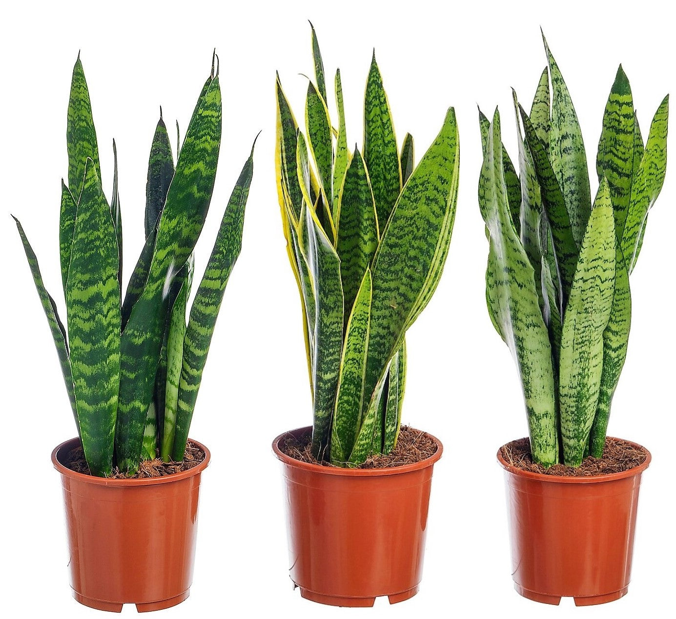 Snake Plant, Sansevieria Trifasciata, Laurentii, indoor - www.FOP.ae Buy online Best and Healthy Plants and quality products guarantee in Dubai Plants Shop in Dubai Abu Dhabi all over UAE Plants near me Fresh Plants in Dubai where to buy plants in UAE - FOP.ae